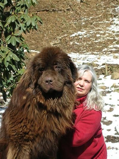 AKC Black Newfoundland Puppies